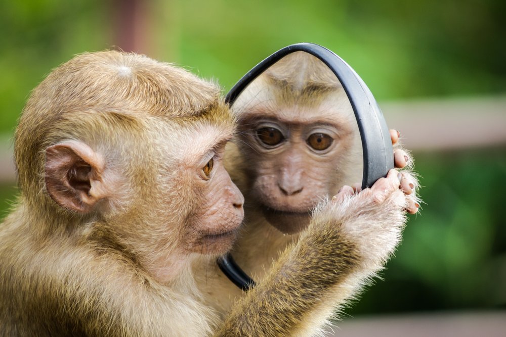 what-do-you-see-when-you-look-in-the-mirror