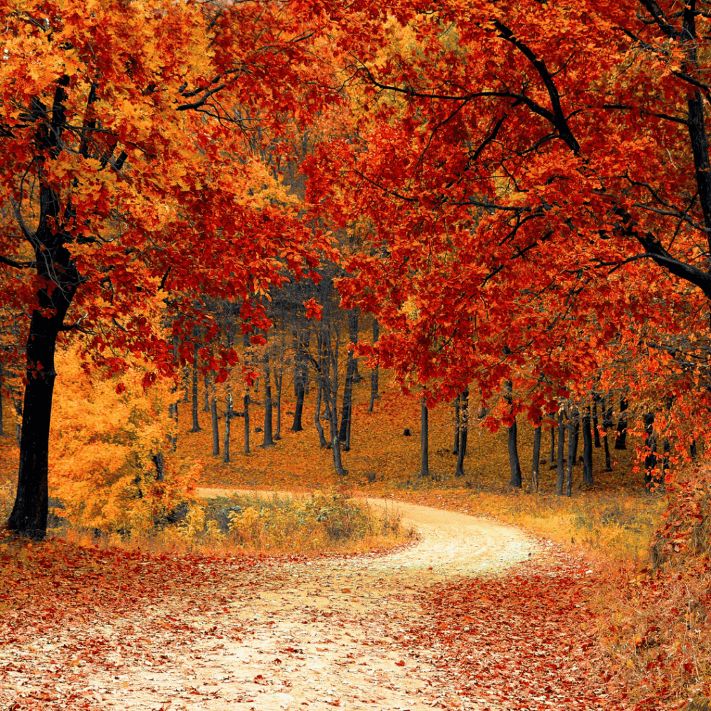 red and gold leaves on the trees among a winding path | autumn leaves | positively jane